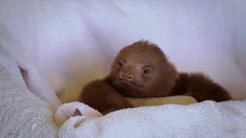 Pensive Sloth